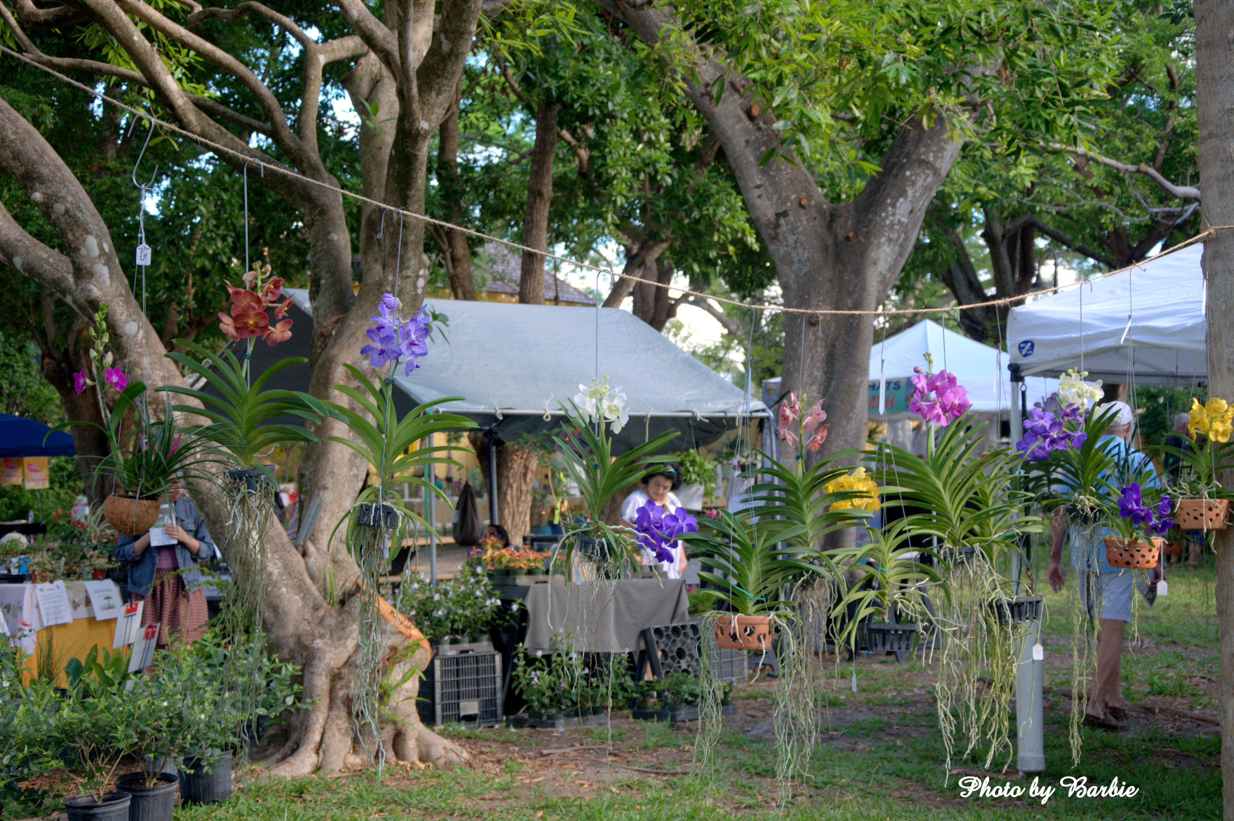 orchid festival